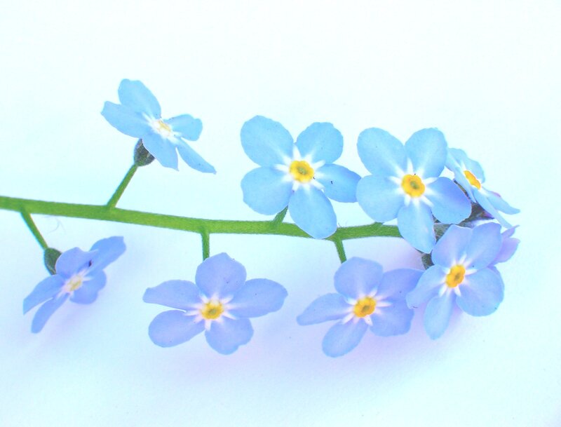 Blue Forget-me-not Flowers — Serene, Photograph, Flower, Stem, White Background