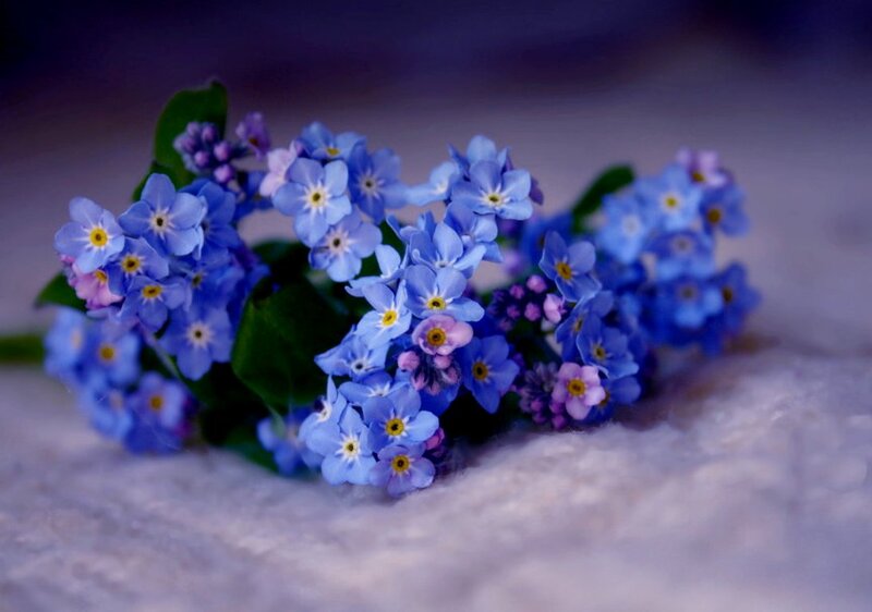 Blue Forget-me-not Flowers — Serene, Photograph, Green Leaves, Soft Surface