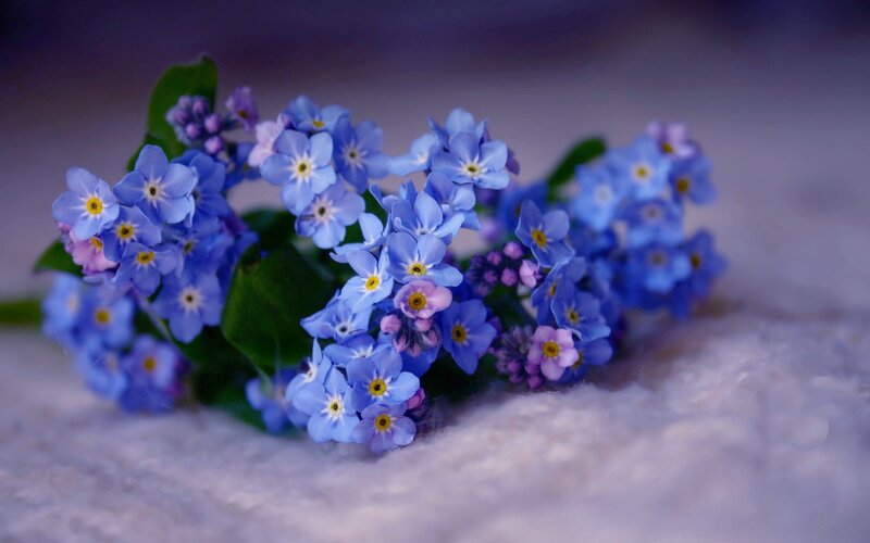 Blue Forget-me-not Flowers — Serene, Photograph, Green Leaves