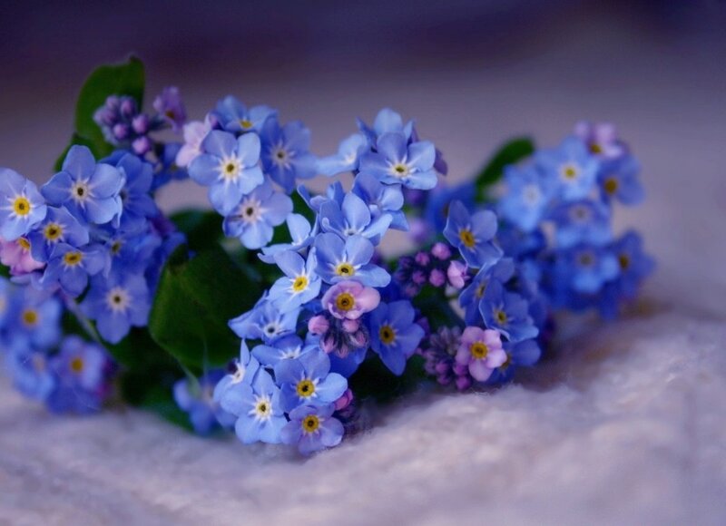 Blue Forget-me-not Flowers — Serene, Photograph, Green Leaves, White Surface