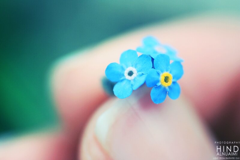 Blue Forget-me-not Flowers — Serene, Photograph, Hand