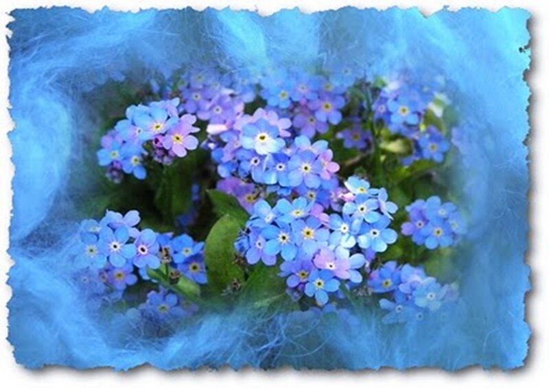 Blue Forget-me-not Flowers — Serene, Photograph, Leaves, Blue Background