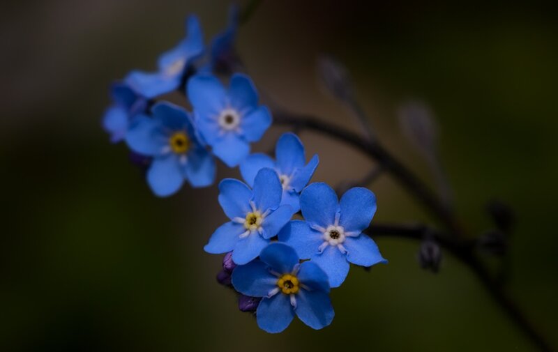 Blue Forget-me-not Flowers — Serene, Photograph, Stem, Bloom