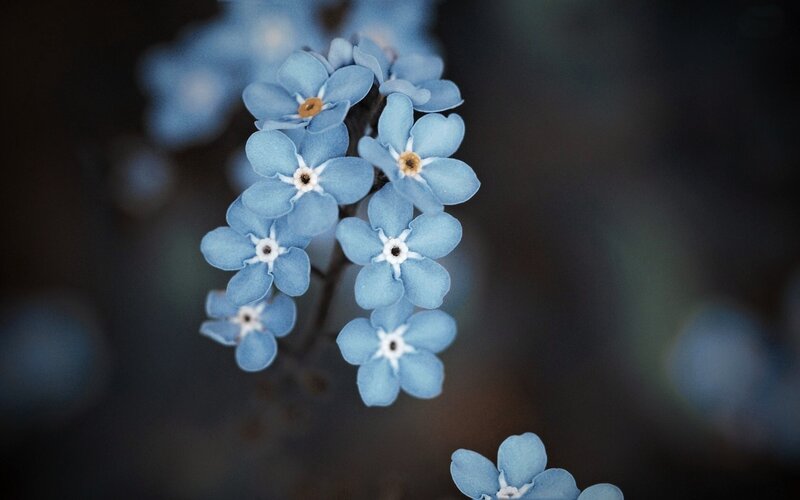 Blue Forget-me-not Flowers — Serene, Photograph, Stem, Blurry Background
