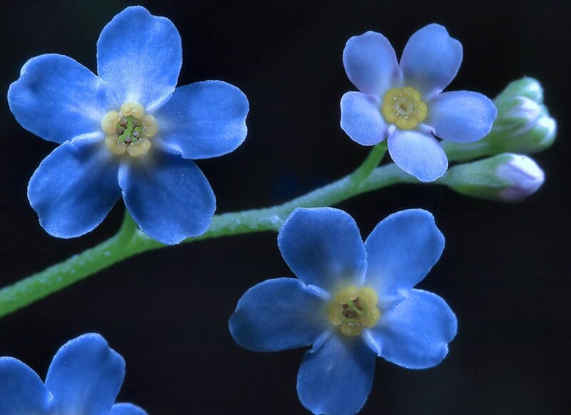 Blue Forget-me-not Flowers — Serene, Photograph, Stem, Buds