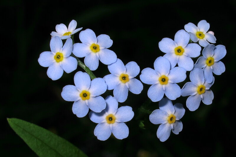 Blue Forget-me-not Flowers — Serene, Photograph, Stem, Leaf