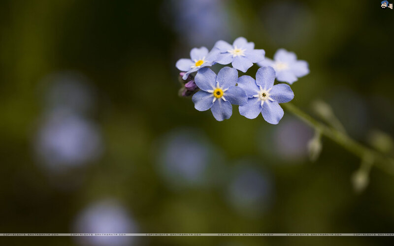 Blue Forget-me-not Flowers — Serene, Photograph, Stem