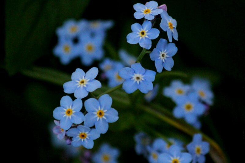 Blue Forget-me-not Flowers — Serene, Photograph, Stems