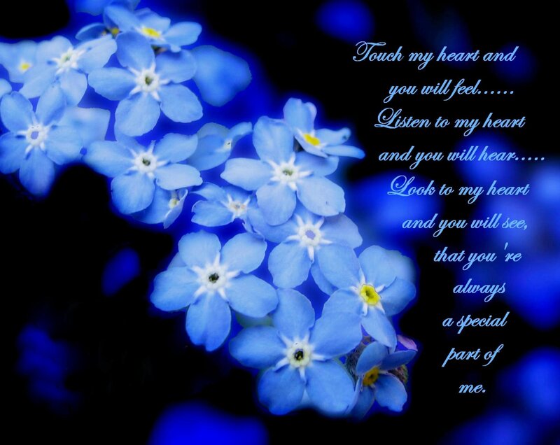 Blue Forget-me-not Flowers — Serene, Photograph, Text