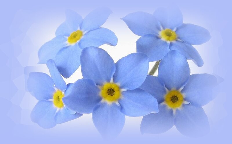 Blue Forget-me-not Flowers — Serene, Photograph