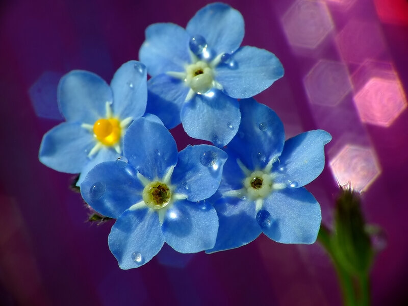 Blue Forget-me-not Flowers — Serene, Photograph, Water Droplets