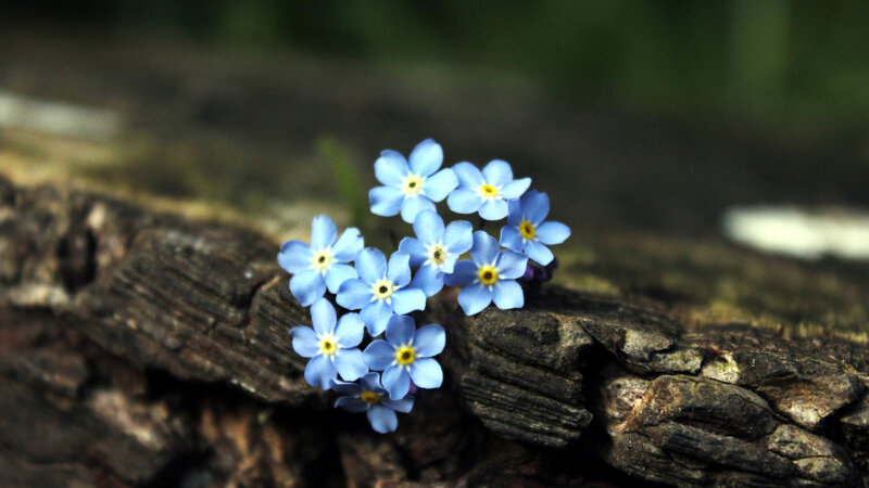 Blue Forget-me-not Flowers — Serene, Photograph, Wood