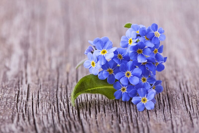 Blue Forget-me-not Flowers — Serene, Photograph, Wooden Surface, Leaf