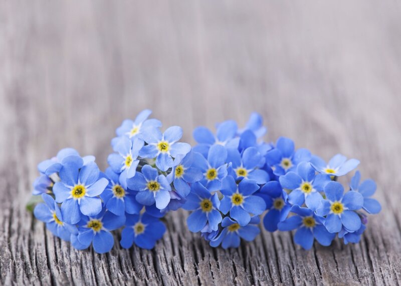 Blue Forget-me-not Flowers — Serene, Photograph, Wooden Surface