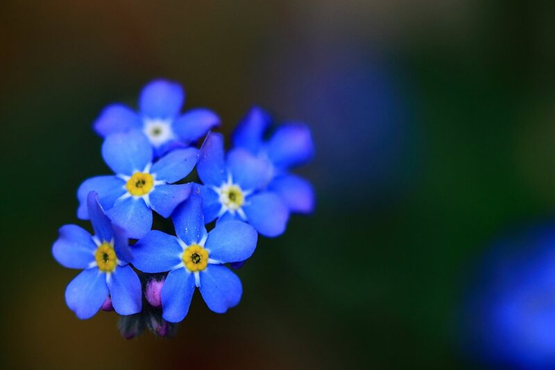 Blue Forget-me-not Flowers — Serene, Photograph, Yellow Centers, Green Background