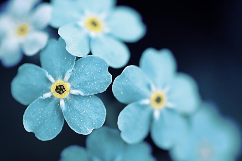 Blue Forget-me-not Flowers — Serene, Photograph, Yellow Centers, Yellow