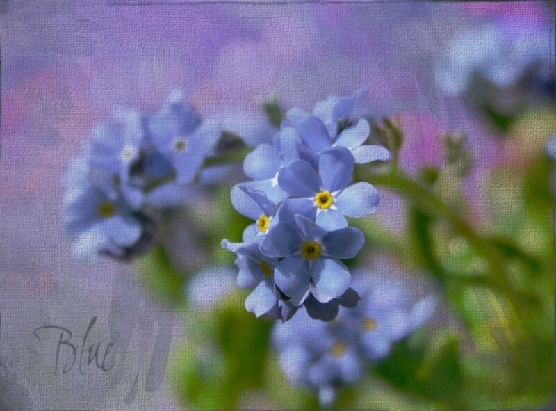 Blue Forget-me-not Flowers — Serene, Spring, Painting