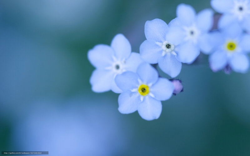 Blue Forget-me-not Flowers — Serene, Spring, Photograph, Bloom, Stem