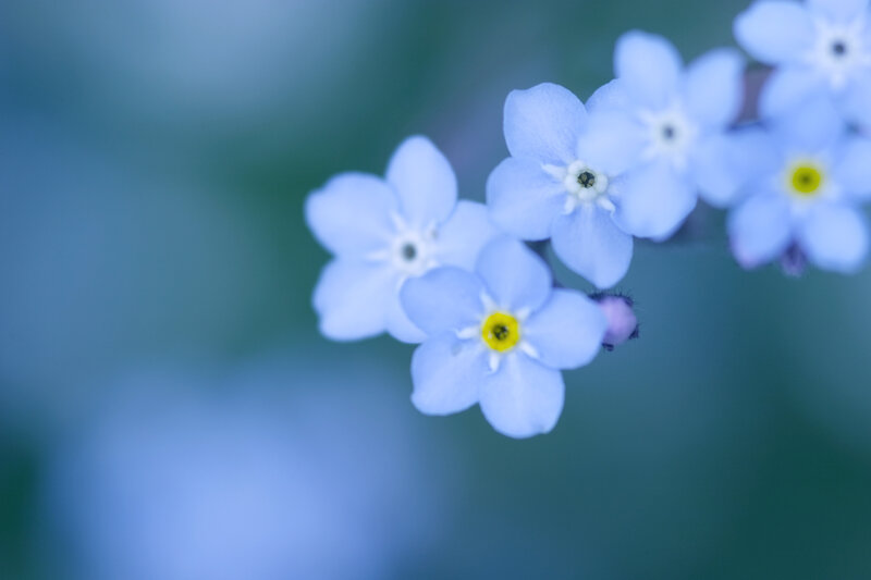 Blue Forget-me-not Flowers — Serene, Spring, Photograph, Bloom