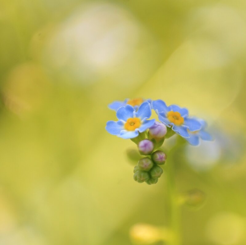 Blue Forget-me-not Flowers — Serene, Spring, Photograph, Buds, Green Leaves
