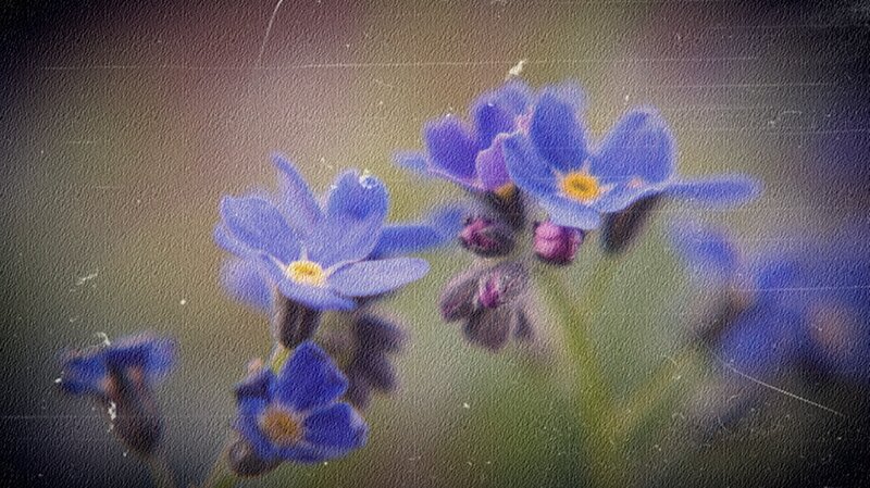 Blue Forget-me-not Flowers — Serene, Spring, Photograph, Buds, Green Stems