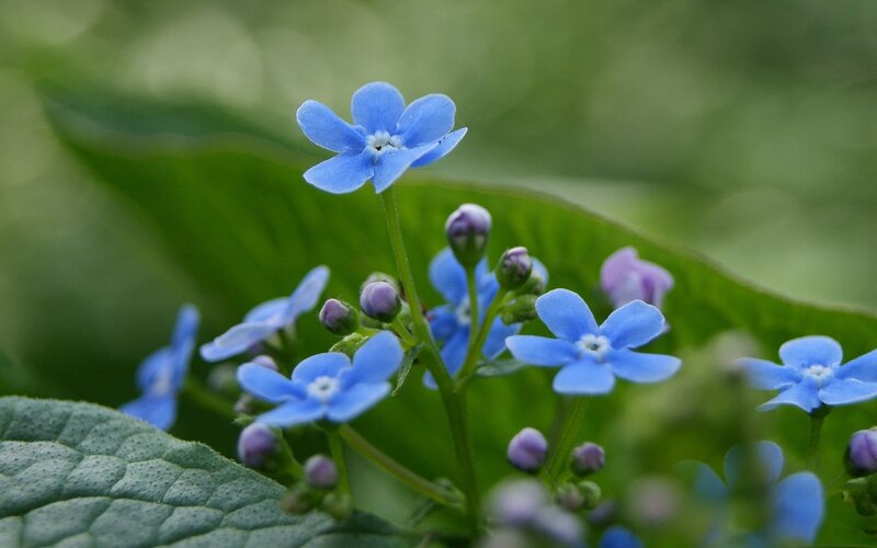 Blue Forget-me-not Flowers — Serene, Spring, Photograph, Buds, Leaves, Green