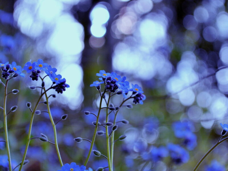 Blue Forget-me-not Flowers — Serene, Spring, Photograph, Buds, Stems