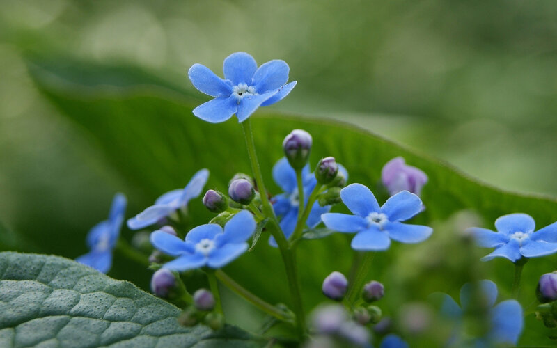 Blue Forget-me-not Flowers — Serene, Spring, Photograph, Buds
