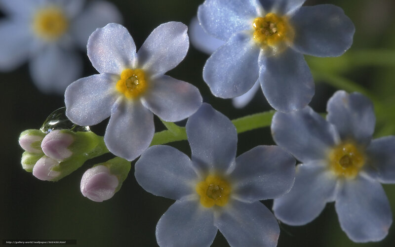 Blue Forget-me-not Flowers — Serene, Spring, Photograph, Buds, Water Droplet