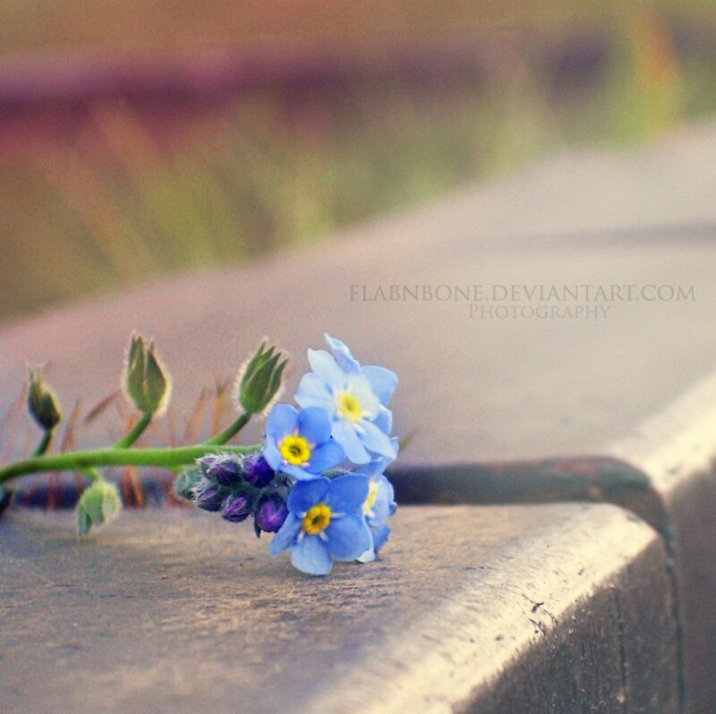 Blue Forget-me-not Flowers — Serene, Spring, Photograph, Buds, Wooden Surface