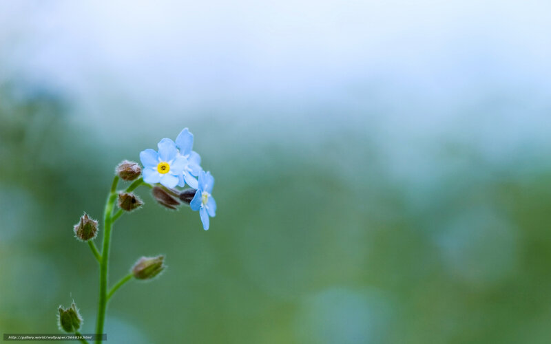 Blue Forget-me-not Flowers — Serene, Spring, Photograph, Flower Buds