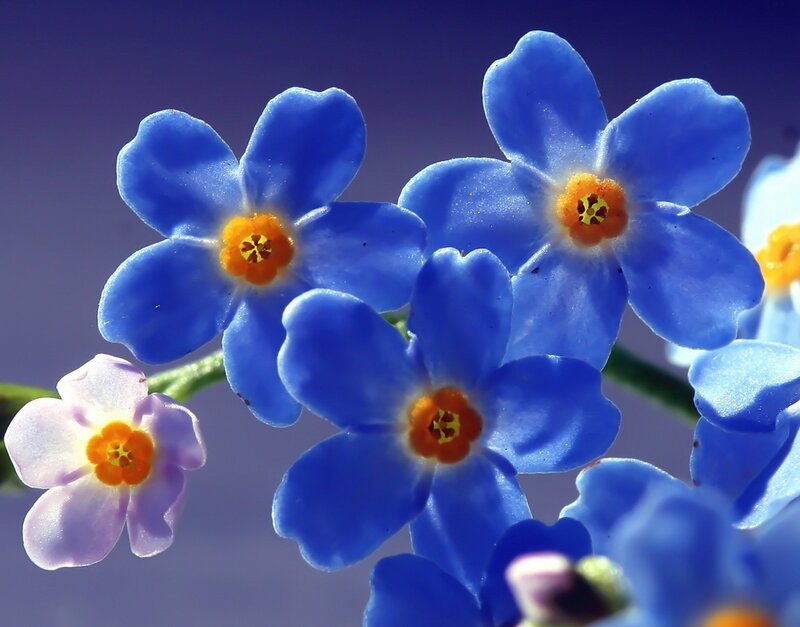 Blue Forget-me-not Flowers — Serene, Spring, Photograph, Flower, Petal