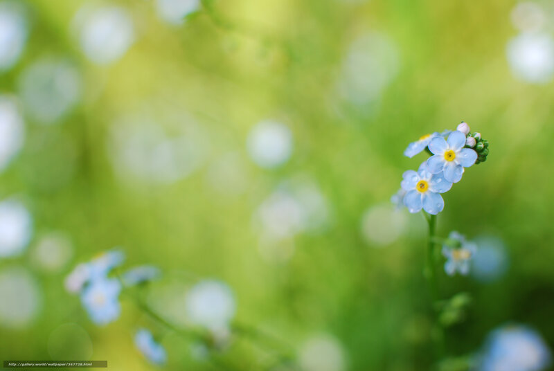Blue Forget-me-not Flowers — Serene, Spring, Photograph, Green Grass, Yellow Centers