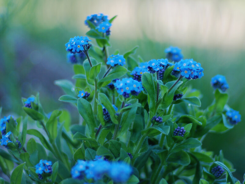 Blue Forget-me-not Flowers — Serene, Spring, Photograph, Green Leaves, Blossoms