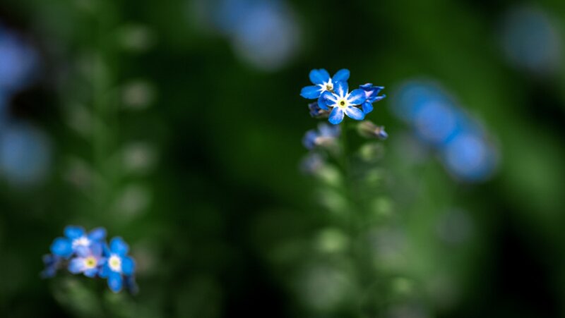 Blue Forget-me-not Flowers — Serene, Spring, Photograph, Green Leaves, Blurred Background