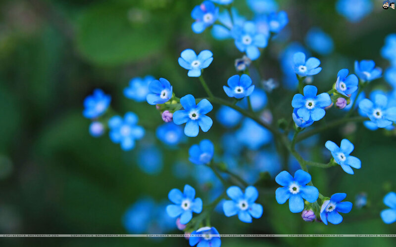Blue Forget-me-not Flowers — Serene, Spring, Photograph, Green Leaves, Buds