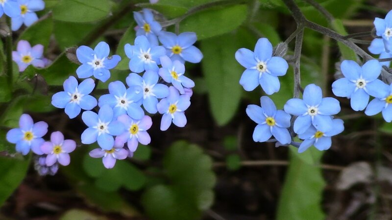 Blue Forget-me-not Flowers — Serene, Spring, Photograph, Green Leaves, Dew Drops