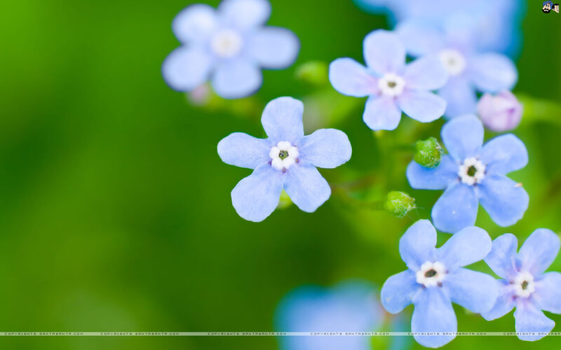 Blue Forget-me-not Flowers — Serene, Spring, Photograph, Green Leaves, Flower Buds