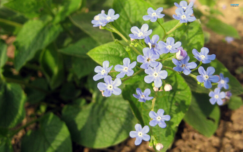 Blue Forget-me-not Flowers — Serene, Spring, Photograph, Green Leaves, Soil
