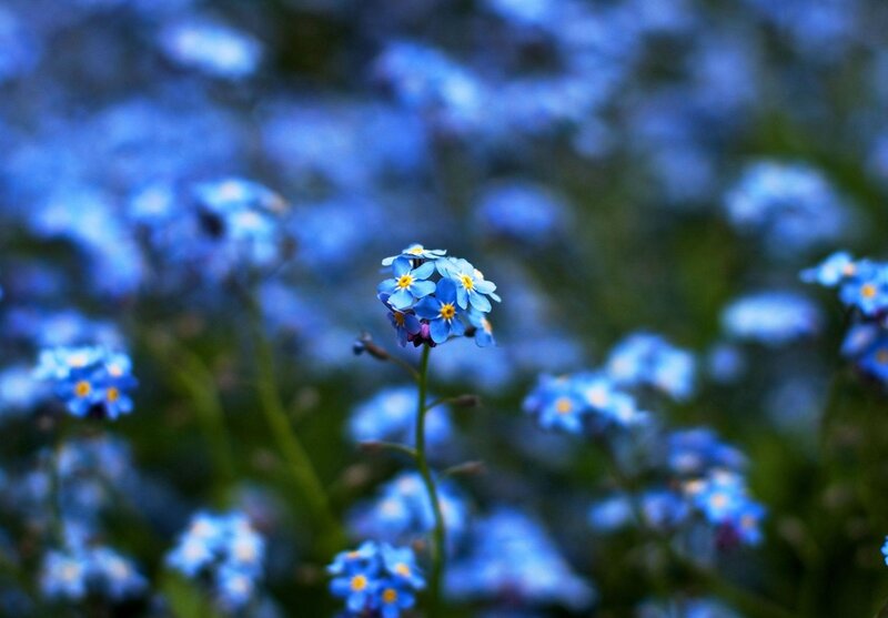 Blue Forget-me-not Flowers — Serene, Spring, Photograph, Green Stems, Blurry Background