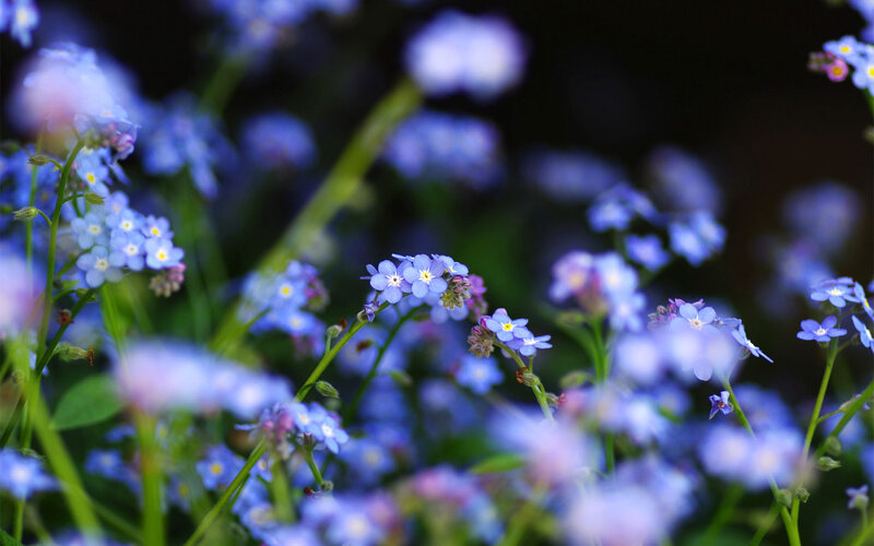 Blue Forget-me-not Flowers — Serene, Spring, Photograph, Green Stems, Leaves