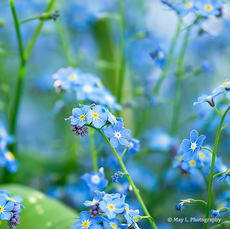 Blue Forget-me-not Flowers — Serene, Spring, Photograph, Green Stems, Yellow Centers