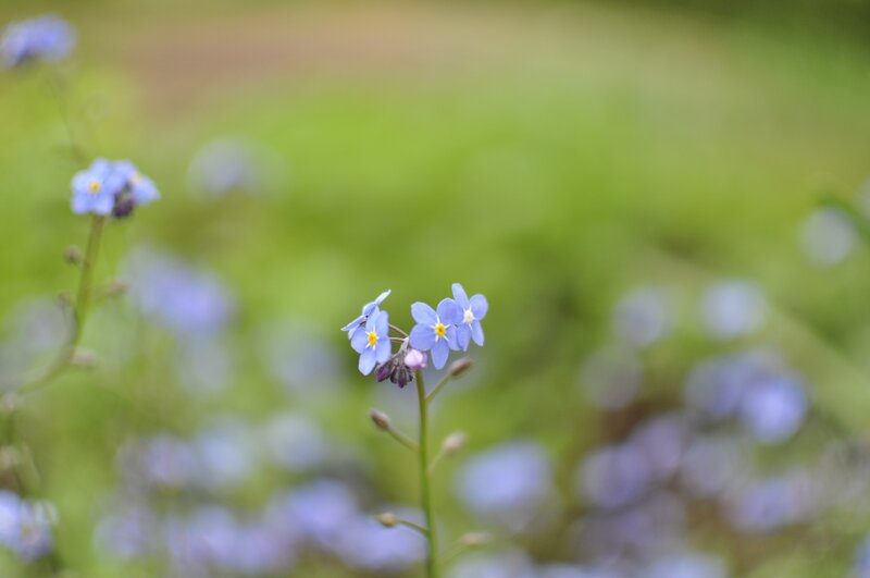 Blue Forget-me-not Flowers — Serene, Spring, Photograph, Greenery, Stem