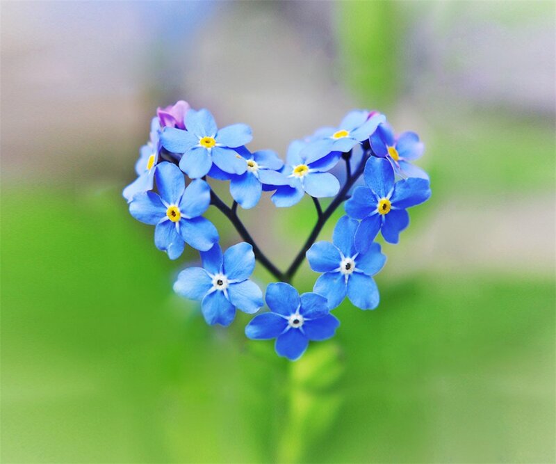 Blue Forget-me-not Flowers — Serene, Spring, Photograph, Heart Shape