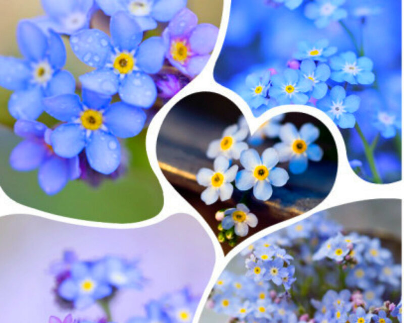 Blue Forget-me-not Flowers — Serene, Spring, Photograph, Heart Shape, Water Droplets