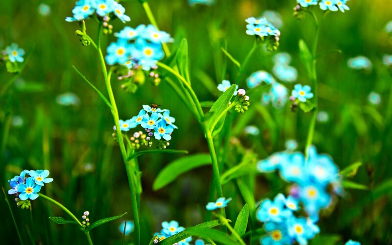 Blue Forget-me-not Flowers — Serene, Spring, Photograph, Insect, Green Leaves