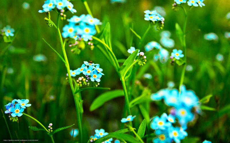 Blue Forget-me-not Flowers — Serene, Spring, Photograph, Insect