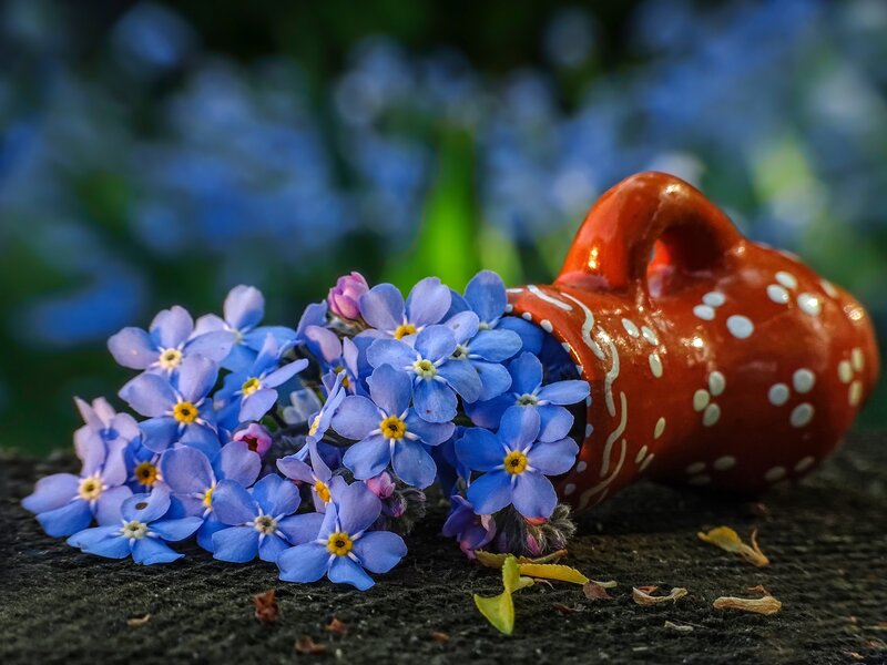 Blue Forget-me-not Flowers — Serene, Spring, Photograph, Pot