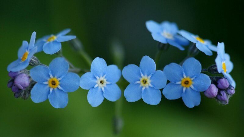 Blue Forget-me-not Flowers — Serene, Spring, Photograph, Purple Buds