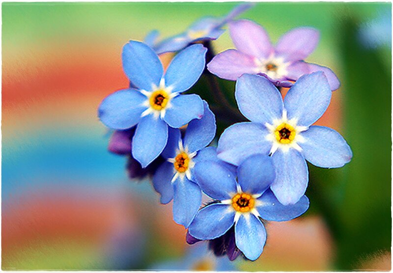 Blue Forget-me-not Flowers — Serene, Spring, Photograph, Purple Flower